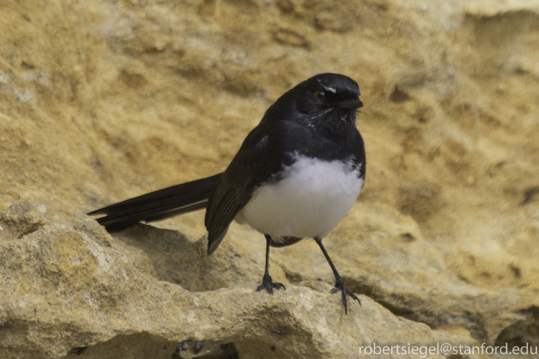 willie wagtail